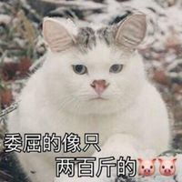  猫傲娇表情包微信头像图片大全