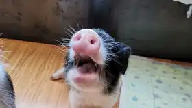 萌猪vlog敲碗猪猪会怎样猪猪看到空碗的表情太搞笑了小香猪乖乖成长日记 萌猪vlog敲碗猪猪会怎样猪猪看到空碗的表情太搞笑了小香猪乖乖成长日记