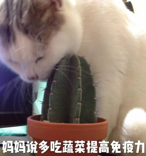  来收一发拐哥表情包,感受来自灵魂那帅气的震撼吧