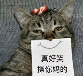 表情包猜字谜猫咪