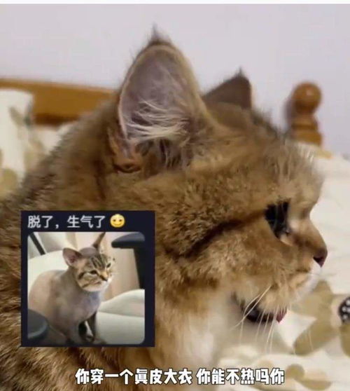  主人没开空调猫被热得吐舌头,猫咪热得直喘气主人,是时候开空调啦