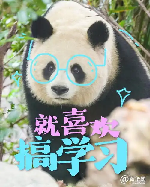 这些大熊猫是在演我开学吗 这些大熊猫是在演我开学吗