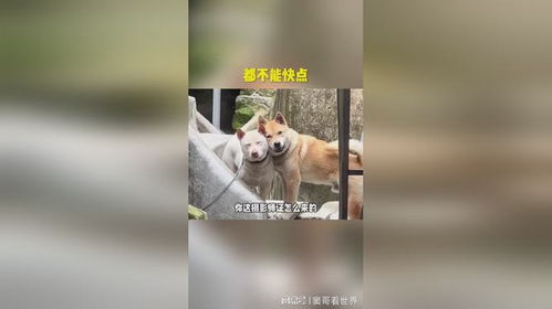  两只狗狗为了配合拍照,表情都麻木了