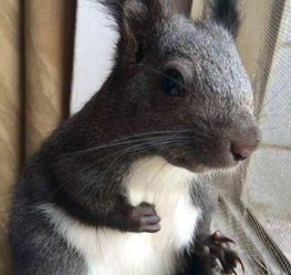 魔王松鼠对人的危害,松鼠能当做宠物养嘛 魔王松鼠对人的危害,松鼠能当做宠物养嘛