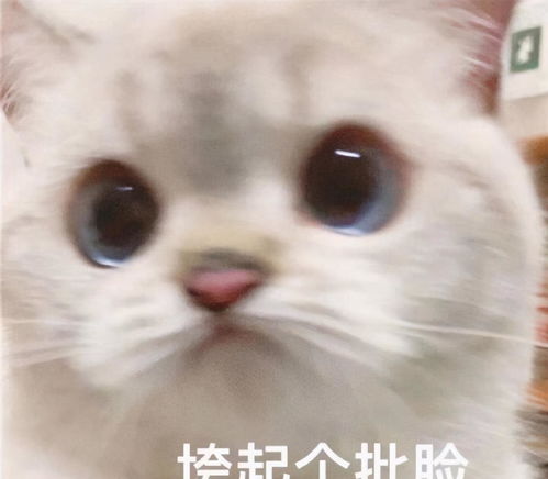  网友外出吃饭遇到猫咪主动卖萌,拒绝喂食后,猫咪的表情亮了