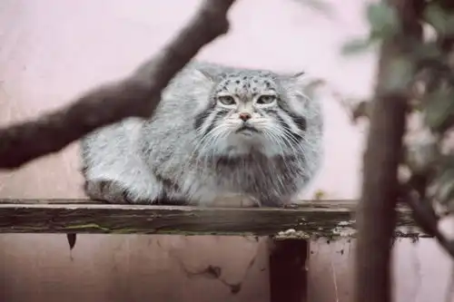 雪豹表情包西宁野生动物