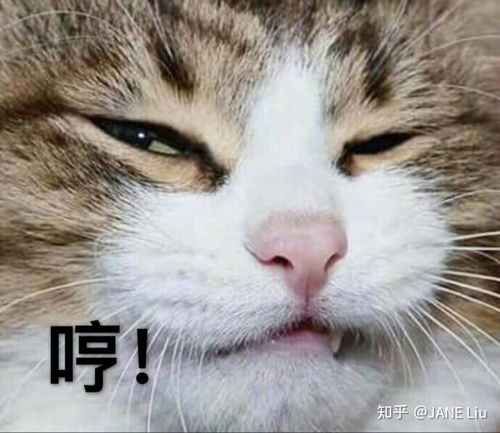  有没有猫咪表情包
