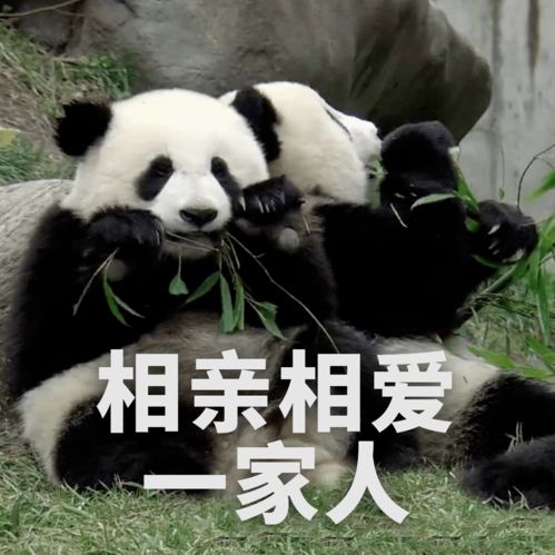 福利放送全套大熊猫表情包收好不谢 福利放送全套大熊猫表情包收好不谢