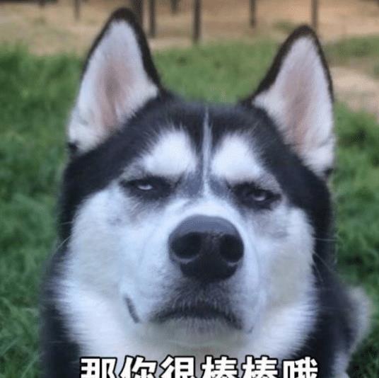  男子正在看电视,突然听到二哈在院子里嚎叫,跑出去一看不淡定了