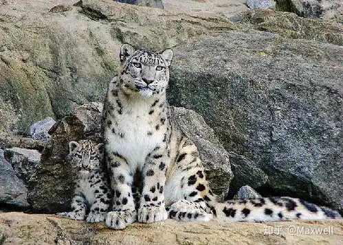 为什么这么难见到雪豹,这一动物具有什么生活特性与行为特征 为什么这么难见到雪豹,这一动物具有什么生活特性与行为特征