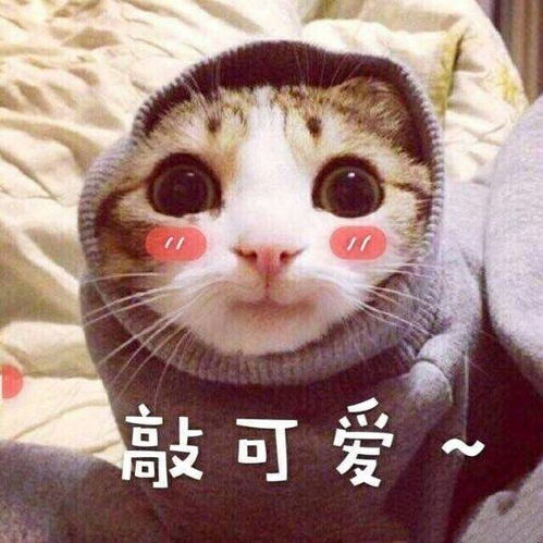偷偷亲一下表情包松鼠可