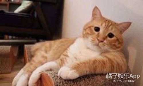  他不值这个热搜