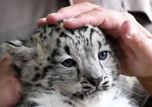 小雪豹看起来就像是宠物猫,很是勇敢,你喜欢它吗 小雪豹看起来就像是宠物猫,很是勇敢,你喜欢它吗