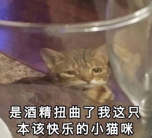 沙雕朋友圈文案合集,总有一条适合沙雕的你