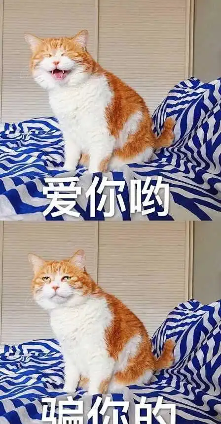 这才是橘猫真实的容颜,千万不要被别人忽悠了,小心把你萌翻了 这才是橘猫真实的容颜,千万不要被别人忽悠了,小心把你萌翻了