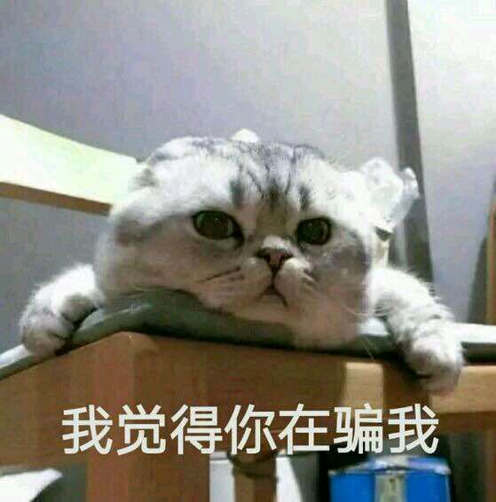  高频率使用的猫咪表情包第三期