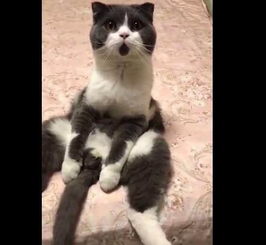  铲屎官养的英国短毛猫,表情太魔性