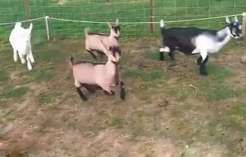 表情一群羊被电网电得到处蹦,橘猫不信邪,上去就舔了一口表情 表情一群羊被电网电得到处蹦,橘猫不信邪,上去就舔了一口表情