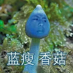  蓝瘦香菇是个什么鬼小伙录视频,网友笑疯了