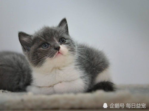  英短猫饲养有讲究,这6大错误千万别犯