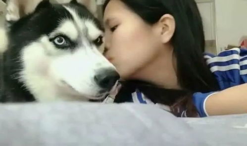 哈士奇突然被美女主人亲了一下,愣了3秒后,表情炸了 哈士奇突然被美女主人亲了一下,愣了3秒后,表情炸了