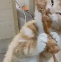 当你放错了猫粮,猫咪会怎么样 当你放错了猫粮,猫咪会怎么样