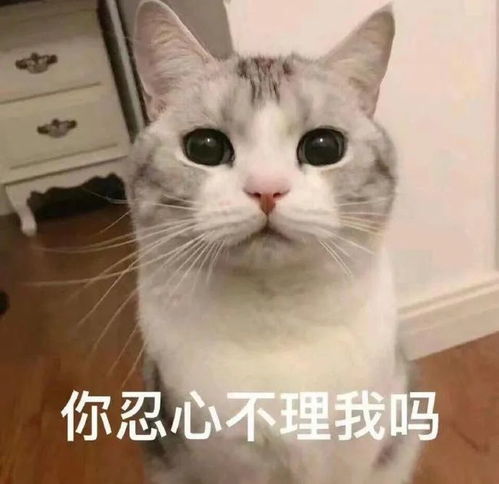  可爱表情包你忍心不理我吗