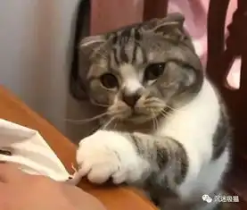 沉迷吸猫猫咪感冒禁止吃鱼,为吃上一小口,在主人面前捞鱼,也是醉了 沉迷吸猫猫咪感冒禁止吃鱼,为吃上一小口,在主人面前捞鱼,也是醉了