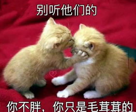  杨紫为减肥断食15天黄晓明靠吃草维持身材,易胖体质的人真的很难瘦吗