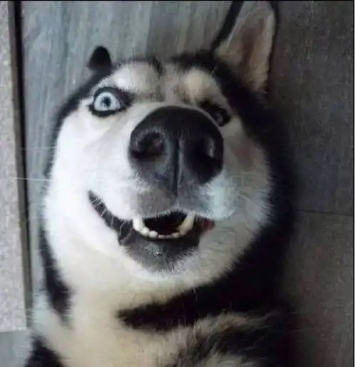 二哈搞笑表情包大合集看了三遍,笑了200次 二哈搞笑表情包大合集看了三遍,笑了200次