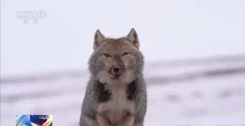 超萌,高原特有这或是最不为人知的猫科动物了 超萌,高原特有这或是最不为人知的猫科动物了