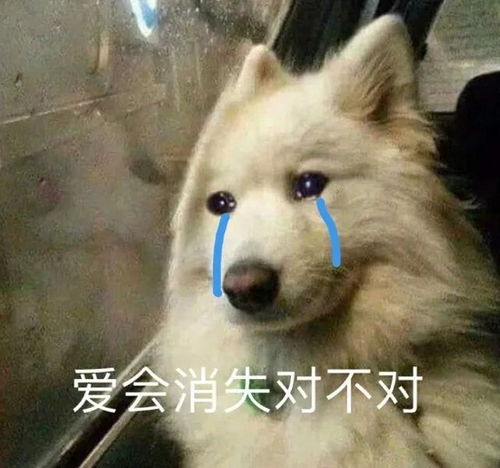 舔一口表情包安吉