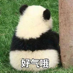  可爱的熊猫表情包合集