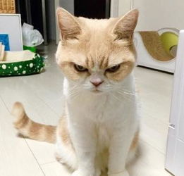  自带生气表情的猫咪,全世界都欠它一条小鱼干