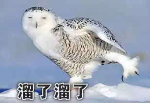 蠢哭了的猛禽雪鸮的沙雕图 蠢哭了的猛禽雪鸮的沙雕图