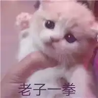 爆照的小仙女超搞笑带字猫咪表情包头像 爆照的小仙女超搞笑带字猫咪表情包头像