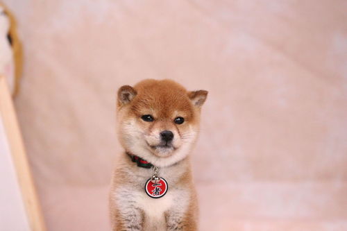  内部人揭秘柴犬价格,别无脑下单