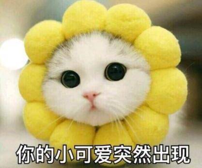  猫咪呕吐怎么回事,综合分析猫咪呕吐的原因及解决办法