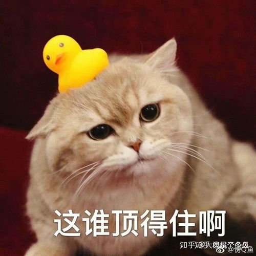 撩汉表情包 可爱猫咪