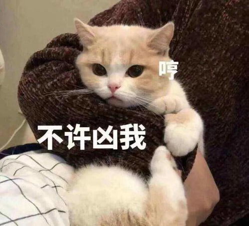 舔一口表情包猫粮