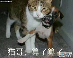  大哥算了算了拉架表情包拉架系列鸡哥算了算了表情包下载乐游网游戏下载