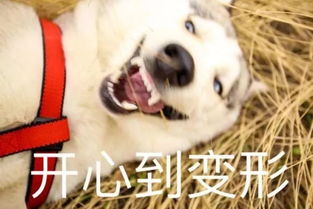  西成高铁免取票江油人也可直刷身份证进站乘车了