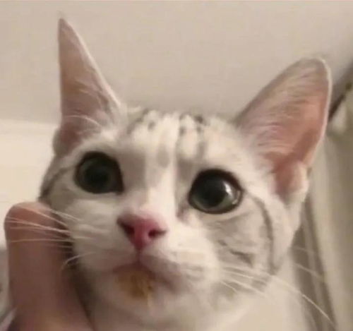  动图宇宙人不如狗猫系列我也想在ta怀里