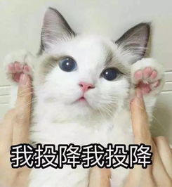  猫刀老师丨国际汉语教师资格证备考课来啦