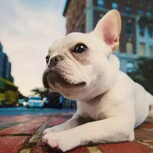 新手应该怎么养斗牛犬从选则到保养都是有讲究的 新手应该怎么养斗牛犬从选则到保养都是有讲究的