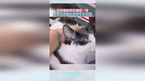 流浪猫绝育后躺成一排,整整齐齐躺好表情生无可恋