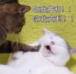  想让吸渣体质的洪欣打赢这场仗,大概只有刘亦菲能帮忙了