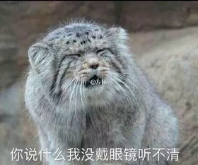 你可真机智表情包兔狲