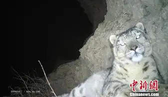 多彩贵州网甘肃阿克塞地区拍摄到罕见雪豹完整夜栖行为 多彩贵州网甘肃阿克塞地区拍摄到罕见雪豹完整夜栖行为