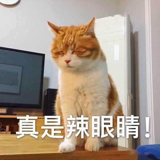  猫咪闹脾气咬了主人一口,手背上出现个颗粒,看清后觉得有些好笑